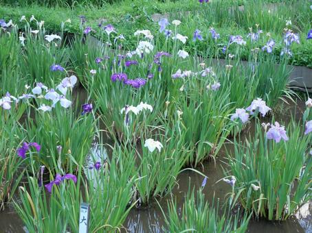 Iris flowers, JPG Iris flowers, JPG