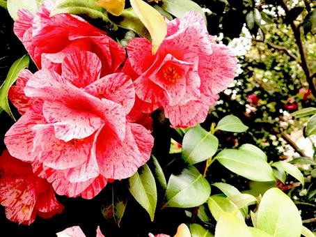 花 花の写真