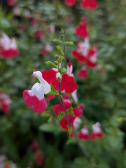 チェリーセージの花 チェリーセージの花 チェリーセージ,赤,白の写真素材