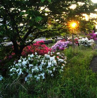 旭日高く天地の生気溌溂と 旭日高く天地の生気溌溂と 華,朝日,ツツジの写真素材