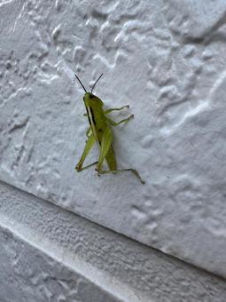 Locusts clinging to the wall, JPG Locusts clinging to the wall, JPG