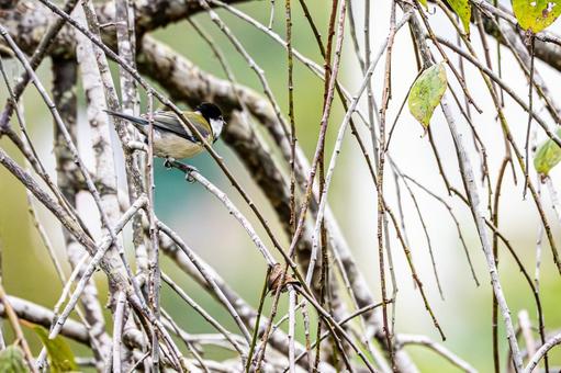 シジュウカラ(43)の写真