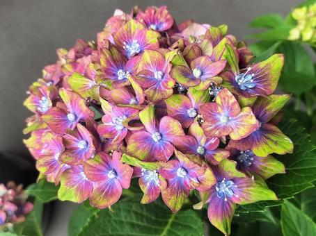 緑の紫陽花・シュロスバッカーバルト 緑の紫陽花・シュロスバッカーバルト 紫陽花,アジサイ,シュロスバッカーバルトの写真素材