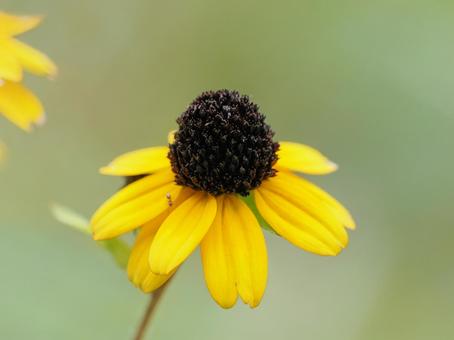 ルドベキア⑤ ルドベキア,花,フラワーの写真素材