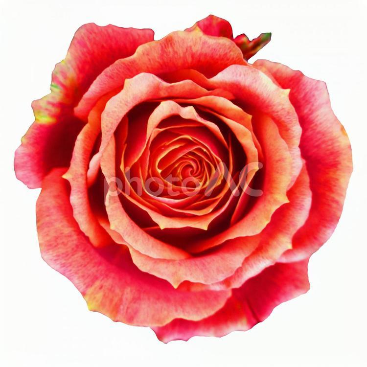 ファビコン用の花（バラ） バラ,ファビコン,ワードプレスの写真素材