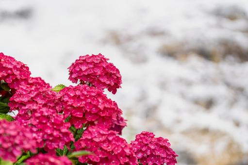 佐賀-【見返りの滝とあじさい】 佐賀,唐津市,見返りの滝の写真素材