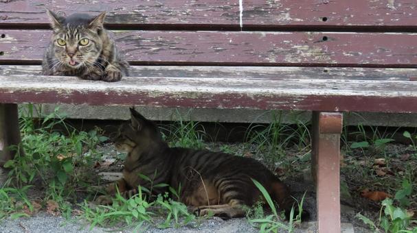 猫様達が上下で使える有能なベンチ 猫様達が上下で使える有能なベンチ 猫,キジトラ,夕涼みの写真素材