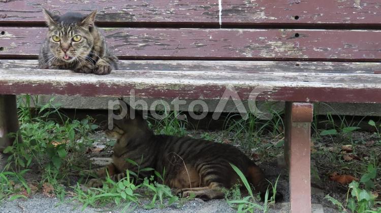 猫様達が上下で使える有能なベンチ 猫,キジトラ,夕涼みの写真素材