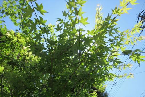 植物 植物の写真
