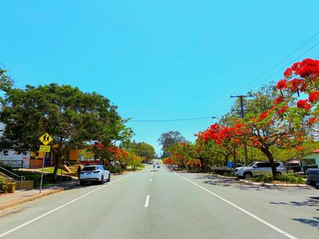 赤い花が綺麗な海外の田舎道 道,道路,海外の写真素材