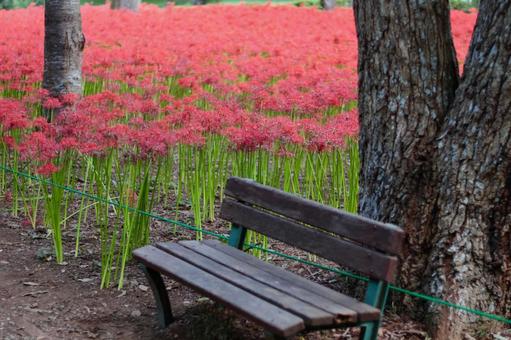 彼岸花 ヒガンバナ,花,植物の写真素材