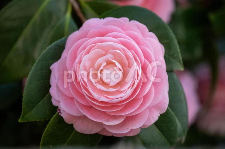 山茶花 山茶花,さざんか,サザンカの写真素材