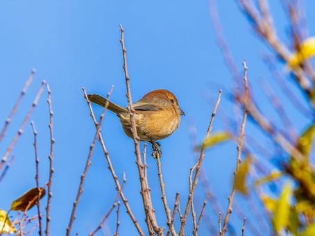 枝にとまるモズ・百舌鳥 モズ,百舌鳥,野鳥の写真素材