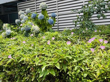朝顔 朝顔 アサガオ,紫陽花,ガーデニングの写真素材