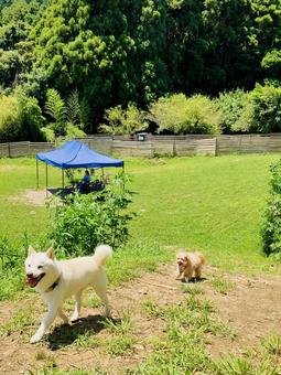 ドッグラン ドッグラン 犬,しば犬,2頭の写真素材