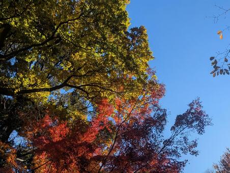 紅葉 紅葉,自然,風景の写真素材