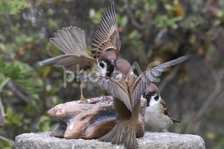 すずめ餌場騒ぎ 動物,野生,鳥の写真素材