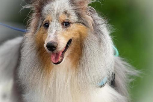 シェットランドシープドッグ(シェルティ) シェットランドシープドッグ(シェルティ) 犬,シェットランドシープドッグ,シェルティの写真素材