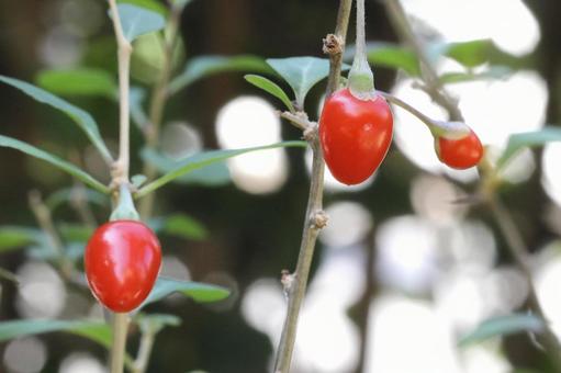 クコの実 植物,薬木,くこの木の写真素材