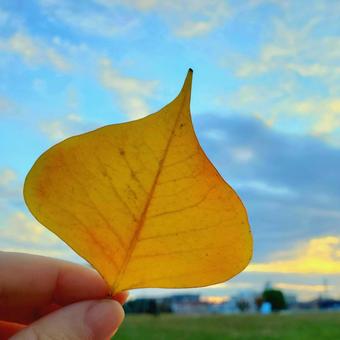 落ち葉あそび(きいろ) 落ち葉あそび(きいろ)の写真