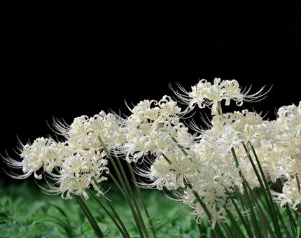 白い彼岸花 白い彼岸花 彼岸花,ヒガンバナ,曼殊沙華の写真素材