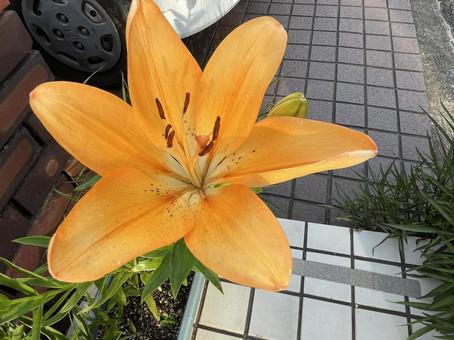 【花の写真】百合の花 【花の写真】百合の花 ユリ,百合,黄色の写真素材