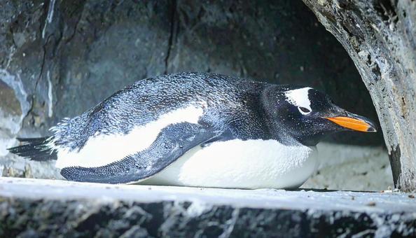昼寝するペンギンの横顔 昼寝するペンギンの横顔の写真