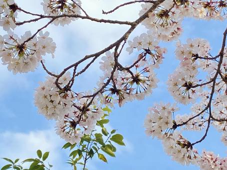 桜 桜 花,春,さくらの写真素材
