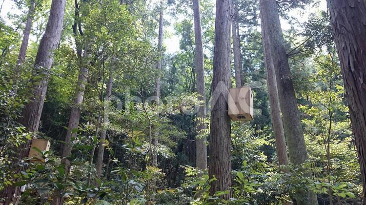 森の巣箱 木材,木,自然の写真素材