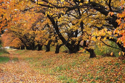 Photo, autumn, autumn leaves, a row of trees, 