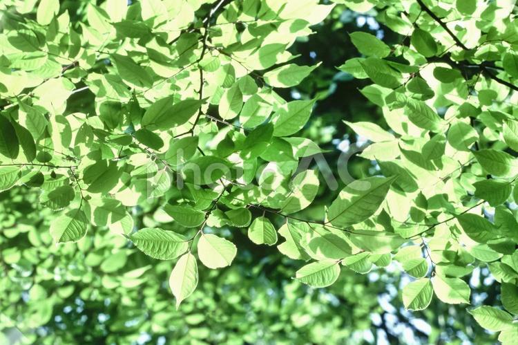 木漏れ日15 春,若葉,植物の写真素材