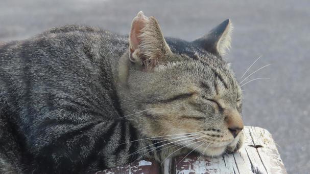夕涼みしながら眠りに落ちたもふもふな猫様 夕涼みしながら眠りに落ちたもふもふな猫様 猫,キジトラ,眠り猫の写真素材