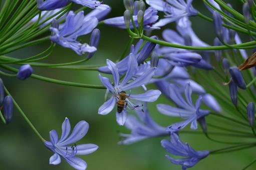 Photo, agapanthus, purple clam, murasaki kunsiran, 