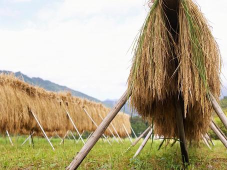 Photo, new rice, meter, hazakake, 