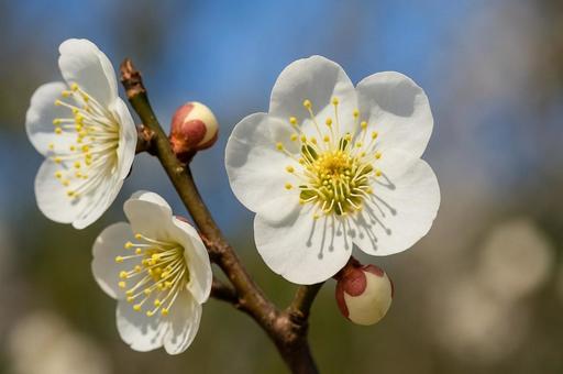 白く可憐な豊後梅の花とつぼみ・春の訪れ 白く可憐な豊後梅の花とつぼみ・春の訪れの写真