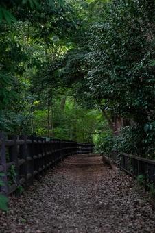 植物のトンネル 植物のトンネルの写真