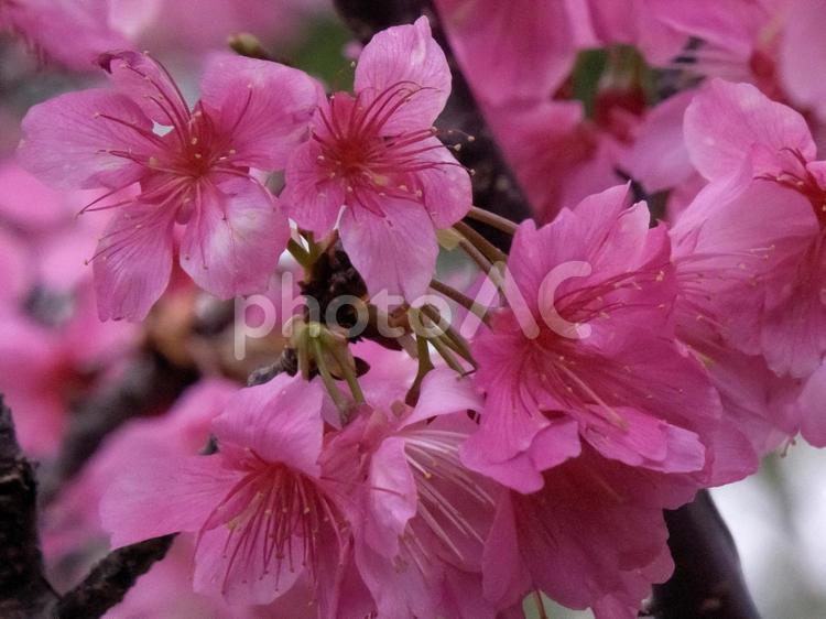 寒緋桜（カンヒザクラ）  寒緋桜（カンヒザクラ）,桜,お花の写真素材