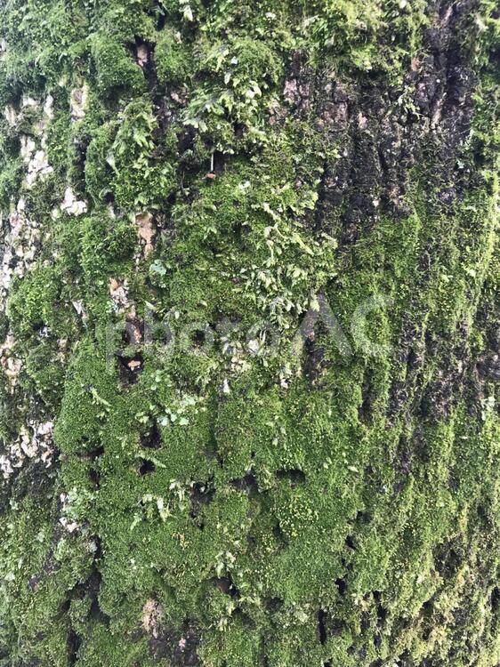 樹木の苔(コケ) コケ,葉,苔の写真素材