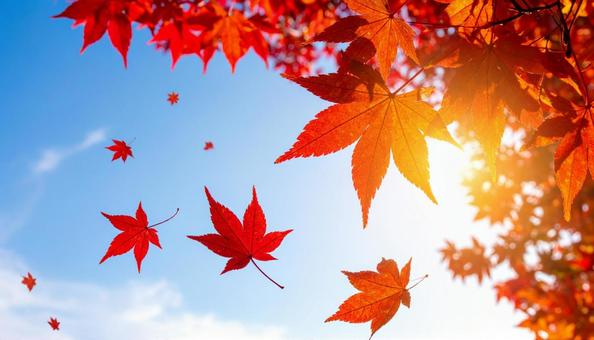 秋の紅葉の景色６の写真