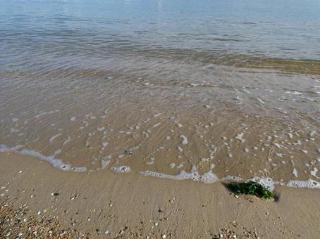 打ち上げられる海藻 打ち上げられる海藻の写真