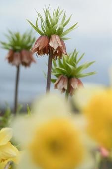 水仙と珍しい花 水仙と珍しい花の写真