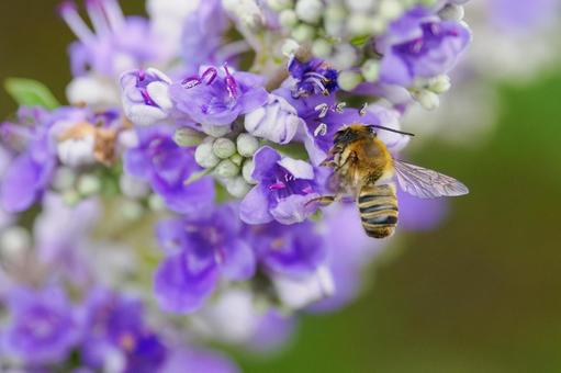 Photo, flower, bee, carrot carrot, 