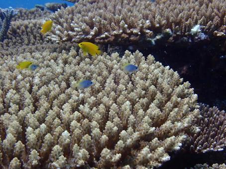 沖縄のサンゴと魚 ダイビング,スキューバダイビング,海の写真素材