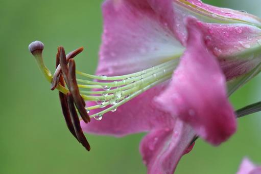 A flower that symbolizes chastity, JPG A flower that symbolizes chastity, lírios, lírio, flor, JPG
