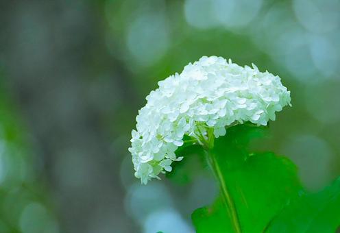 花模様ーアジサイーアナベル 花模様ーアジサイーアナベルの写真