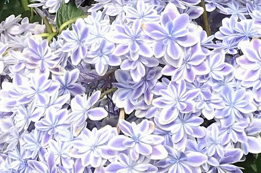 アジサイの花 アジサイの花の写真