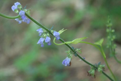 アキノタムラソウの花 アキノタムラソウの花の写真