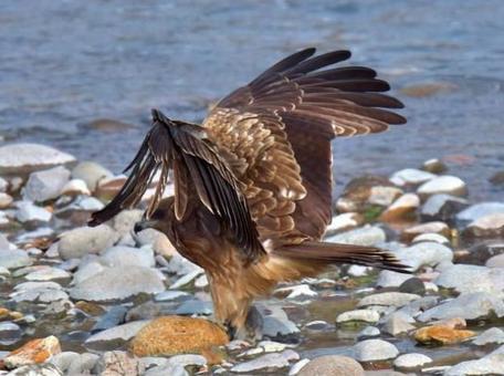 鳶 鳶の写真