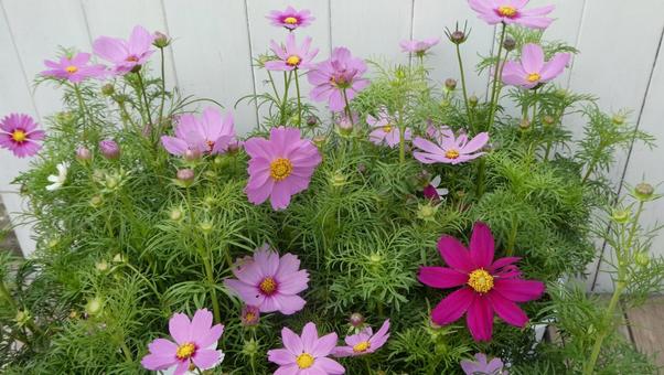 秋の花 コスモスの花 秋の花 コスモスの花 花,コスモス,秋の写真素材