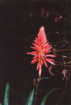 夜の庭のアロエの花02 夜の庭のアロエの花02の写真